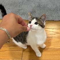 Thumbnail photo of Gelato (Church Ln Kitten 2) #3