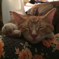 Thumbnail photo of Cheddo #2