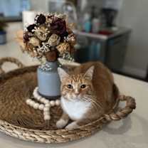 Thumbnail photo of Cheddo #3