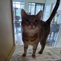 Thumbnail photo of Olive #3