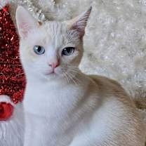 Thumbnail photo of FREYA - Bonded with Loki #1