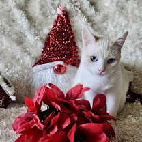 Thumbnail photo of FREYA - Bonded with Loki #2