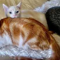 Thumbnail photo of FREYA - Bonded with Loki #4