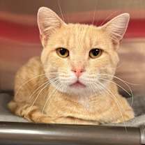 Thumbnail photo of Bennigan #1