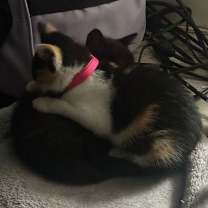 Thumbnail photo of Hershey's Snickers KITTEN #2