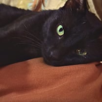 Thumbnail photo of Falcon #2