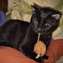 Thumbnail photo of Falcon #3