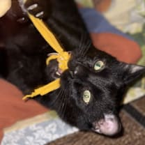 Thumbnail photo of Falcon #4