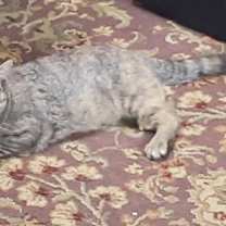 Thumbnail photo of Chan #2