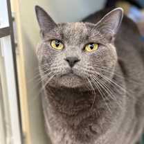 Thumbnail photo of Cheeze (Critter Barn) #1