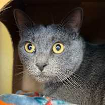 Thumbnail photo of Cheeze (Critter Barn) #2