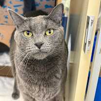 Thumbnail photo of Cheeze (Critter Barn) #3