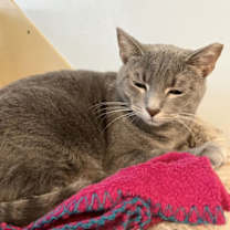 Thumbnail photo of Hooba #2