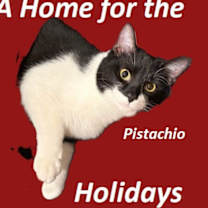 Thumbnail photo of Pistachio #1