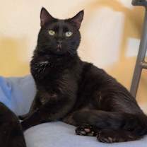 Thumbnail photo of Spook #2