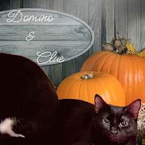 Thumbnail photo of Domino #2