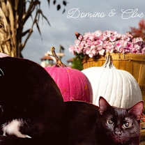 Thumbnail photo of Domino #3