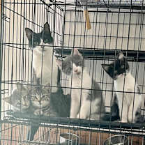 Thumbnail photo of Pierogi #3