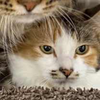 Thumbnail photo of Oatmeal #2