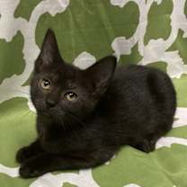 Thumbnail photo of Fudge Round #4