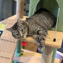 Thumbnail photo of BCAS Oliver #2