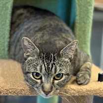 Thumbnail photo of BCAS Oliver #4