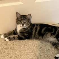 Thumbnail photo of Toast & Sylvester #1