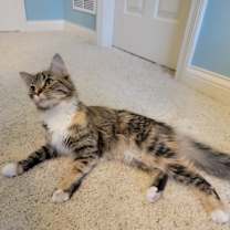 Thumbnail photo of Toast & Sylvester #3