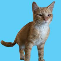 Thumbnail photo of Orange Tabby & White Male #1