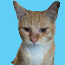 Thumbnail photo of Orange Tabby & White Male #3