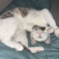 Thumbnail photo of Miso #3