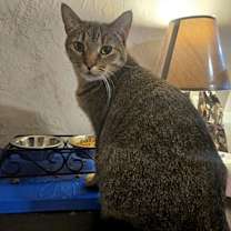 Thumbnail photo of Coco #4