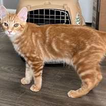 Thumbnail photo of KITTEN CHARLIE ORANGE #1