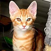 Thumbnail photo of KITTEN CHARLIE ORANGE #2