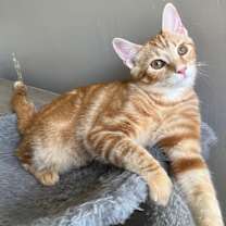 Thumbnail photo of KITTEN CHARLIE ORANGE #3