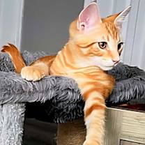 Thumbnail photo of KITTEN CHARLIE ORANGE #4