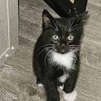 Thumbnail photo of Stormy #1