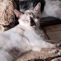 Thumbnail photo of Stormy #2