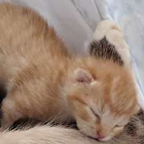 Thumbnail photo of Stormy #3