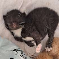 Thumbnail photo of Stormy #4