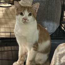 Thumbnail photo of Butters #2