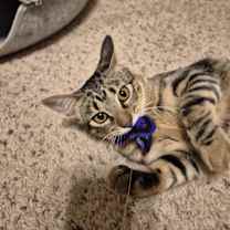 Thumbnail photo of Blossom (aka Perfect Pretty Princess) #1