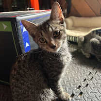 Thumbnail photo of Joxer #1