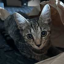 Thumbnail photo of Joxer #2