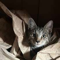 Thumbnail photo of Joxer #3