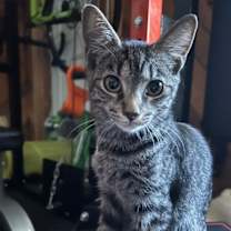 Thumbnail photo of Xena #1