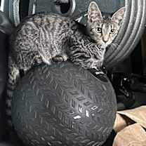 Thumbnail photo of Meg #2