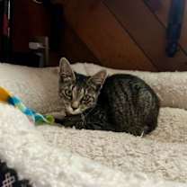 Thumbnail photo of Meg #3