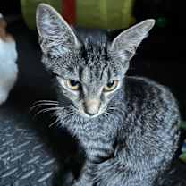 Thumbnail photo of Xena #2