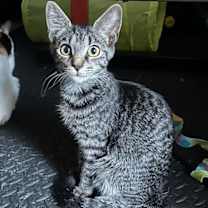 Thumbnail photo of Xena #3